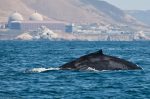 A humpback whale swims past Diablo nuclear power plant in California (photo Mike Baird)