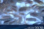 methane ice worms (photo: NOAA Ocean Explorer)