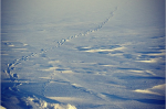 polar bear tracks (photo: NOAA)