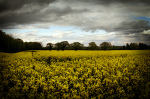 Rapeseed (Credit: Phil and Pam Gradwell, via Flickr)
